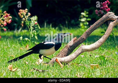 Eurasische Elster (Pica Pica) Stockfoto