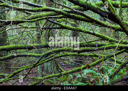 Moos bedeckten Zweige von einem Laubbaum im gemäßigten Regenwald, Vancouver Stockfoto