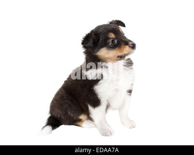 kleinen Welpen Sheltie Stockfoto