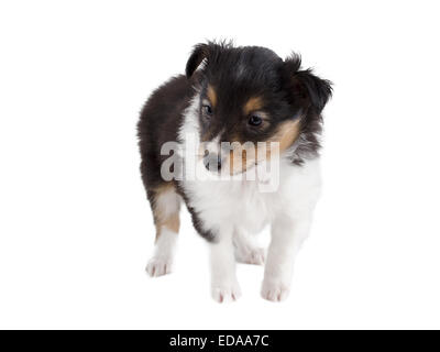 kleinen Welpen Sheltie Stockfoto