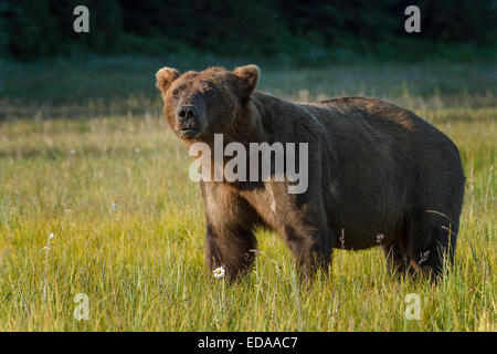 Männlicher Braunbär stehend in einem grasbewachsenen meado Stockfoto