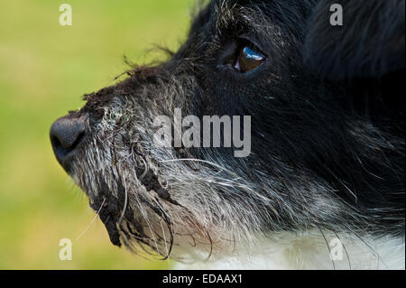 Hund mit schlammigen Schnauze Terrier mix Stockfoto