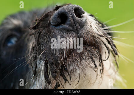 Hund mit schlammigen Schnauze Stockfoto