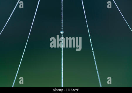 Spinnennetz mit Frost und Tau-Tropfen eingefroren im web Stockfoto