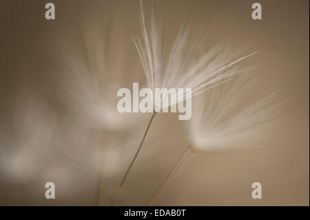 Löwenzahn Nahaufnahme Hintergrundbeleuchtung Stockfoto