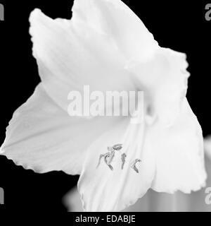 Schöne weiße Amaryllis Blume Blüte auf schwarzem Hintergrund. Stockfoto