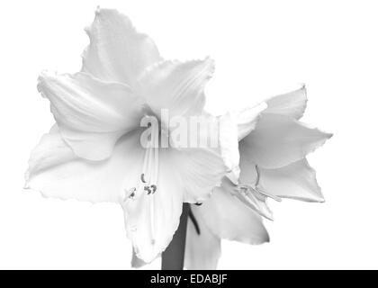 Schöne weiße Amaryllis Blume Blüte isoliert auf weißem Hintergrund. Stockfoto