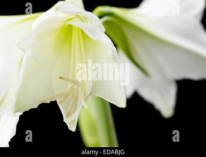 Schöne weiße Amaryllis Blume Blüte auf schwarzem Hintergrund. Stockfoto