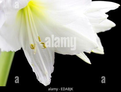 Schöne weiße Amaryllis Blume Blüte auf schwarzem Hintergrund. Stockfoto