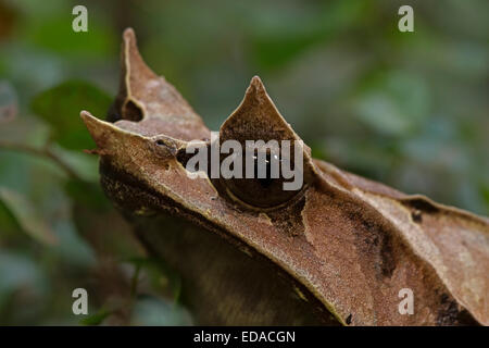 Langnasen-gehörnten Frosch (Megophrys Nasuta), auch bekannt als der malayischen gehörnten Frosch oder malaiische Blatt Frosch, gefangen Stockfoto