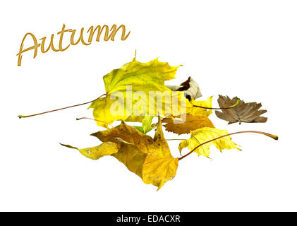 Schöne Herbstlaub goldene gelbe und braune auf weißem Hintergrund. Stockfoto