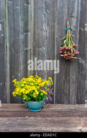 Echinacea Purpurea Sonnenhut rosa Blumenstrauß und St. Johns Würze Heilkräuter in Vase auf alten hölzernen Hintergrund Stockfoto