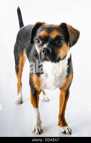 Braune und weiße Beagle und Boston Terrier Mischling Hund auf weißem Hintergrund Stockfoto