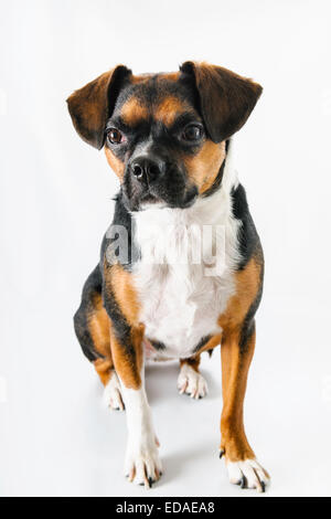 Braune und weiße Beagle und Boston Terrier Mischling Hund auf weißem Hintergrund Stockfoto