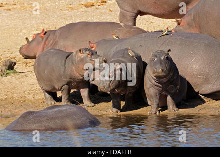 Nilpferd-Familie (Hippopotamus Amphibius) außerhalb des Wassers, Südafrika Stockfoto