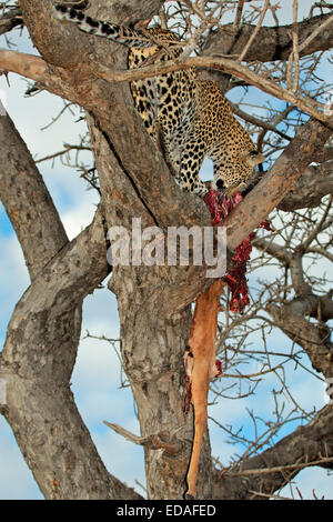 Ein Leopard (Panthera Pardus) mit seiner Impala-Antilopen-Beute in einem Baum, Sabie Sand Naturschutzgebiet, Südafrika