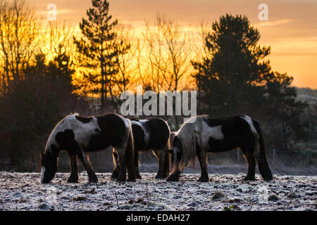 Southport, Merseyside, 4. Januar, 2015 UK Wetter. RSPCA besorgt über Horse Welfare national. Die RSPCA ist versteifung selbst für einen großen Zustrom in die Anzahl der abgebrochenen und vernachlässigte Pferde. Letztes Jahr war eine der schlimmsten in aufzeichnen. Berichte über vernachlässigte Pferde in der Regel im Winter, wenn die Tiere, die es geschafft haben, für den Rest des Jahres beginnen zu überleben für die Beweidung zu Kampf um die Spitze. Wo es keine Zuflucht, kalt, Pferd, Winter, Wetter, Natur, Schnee, weiß, Tier, Bauernhof, Frost, schön, Landschaft, Jahreszeit, Natur, Himmel, Säugetier, Weide, kaltem Wetter. Stockfoto