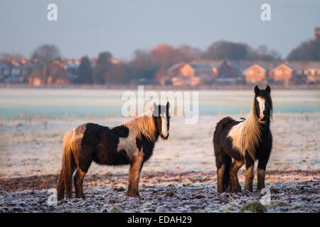 Hardy Coib Horses in Southport, Merseyside, Januar 2015, UK Weather. Die RSPCA ist national besorgt über das Wohlfahrtssystem für Pferde. Die Lancashire RSPCA bereitet sich auf einen großen Zustrom von verlassenen und vernachlässigten Pferden vor. Das letzte Jahr war eines der schlechtesten, die es je gab. Berichte über vernachlässigte Pferde neigen dazu, ihren Höhepunkt im Winter zu erreichen, wenn Tiere, die den Rest des Jahres überlebt haben, beginnen, um die Beweidung zu kämpfen. Wo kein Unterschlupf vorhanden ist, kann sich der Zustand der Tiere aufgrund von bitterkalten Witterungsbedingungen und eiskaltem Regen rasch verschlechtern. Stockfoto