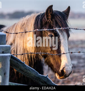 Southport, Merseyside, 4. Januar, 2015 UK Wetter. RSPCA besorgt über Horse Welfare national. Die RSPCA ist versteifung selbst für einen großen Zustrom in die Anzahl der abgebrochenen und vernachlässigte Pferde. Letztes Jahr war eine der schlimmsten in aufzeichnen. Berichte über vernachlässigte Pferde in der Regel im Winter, wenn die Tiere, die es geschafft haben, für den Rest des Jahres beginnen zu überleben für die Beweidung zu Kampf um die Spitze. Wo es keine Zuflucht, kalt, Pferd, Winter, Wetter, Natur, Schnee, weiß, Tier, Bauernhof, Frost, schön, Landschaft, Jahreszeit, Natur, Himmel, Säugetier, Weide, kaltem Wetter. Stockfoto