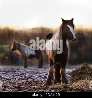 Southport, Merseyside, 4. Januar 2015 Großbritannien Wetter. RSPCA besorgt über Pferdewohl auf nationaler Ebene. Das Lancashire RSPCA ist auf einen großen Zustrom an verlassenen und vernachlässigten Pferden eingestellt. Letztes Jahr war eines der schlechtesten in der Rekordzeit. Berichte über vernachlässigte Pferde neigen dazu, im Winter den Höhepunkt zu erreichen, wenn Tiere, die es geschafft haben, den Rest des Jahres zu überleben, anfangen, sich für die Weidewirtschaft zu kämpfen. Wo es keine Unterkunft, Kälte, Pferd, Winter, Wetter, Natur, Schnee, Weiß, Tier, Bauernhof, Frost, schön, Landschaft, Jahreszeit, draußen, Himmel, Säugetier, Weide, kalte Witterungsbedingungen gibt. Stockfoto