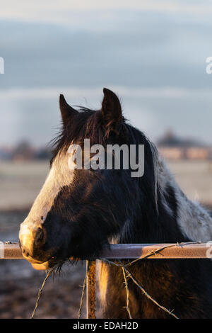 Southport, Merseyside, 4. Januar, 2015 UK Wetter. RSPCA besorgt über Horse Welfare national. Die RSPCA ist versteifung selbst für einen großen Zustrom in die Anzahl der abgebrochenen und vernachlässigte Pferde. Letztes Jahr war eine der schlimmsten in aufzeichnen. Berichte über vernachlässigte Pferde in der Regel im Winter, wenn die Tiere, die es geschafft haben, für den Rest des Jahres beginnen zu überleben für die Beweidung zu Kampf um die Spitze. Wo es keine Zuflucht, kalt, Pferd, Winter, Wetter, Natur, Schnee, weiß, Tier, Bauernhof, Frost, schön, Landschaft, Jahreszeit, Natur, Himmel, Säugetier, Weide, kaltem Wetter. Stockfoto