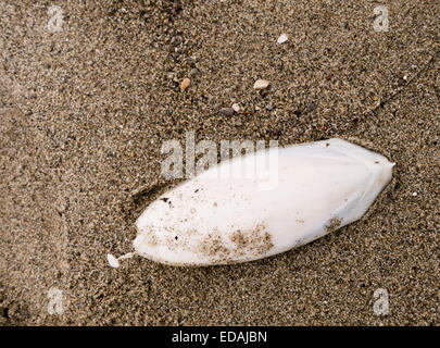 Tintenfische Knochen auf Strand Stockfoto