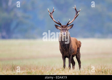 Rothirsch Hirsch (Cervus Elaphus) Porträt Windsor Great Park, Berkshire, England, UK Stockfoto