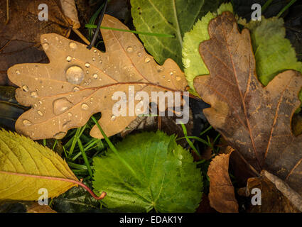 Nasses Herbstlaub Stockfoto