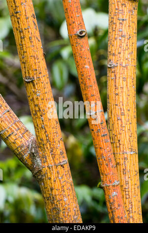 Herbst Baumrinde kleine Zier Ahorn, Acer Rufinerve 'Erythrocladum' Stockfoto