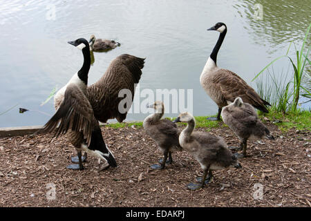 Erwachsenen Kanadagans Branta Canadensis, mit drei Gänsel an einem Cornish See Stockfoto