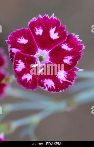 Einzelne Blume des alten altmodisch Garten rosa Sorte, Dianthus "Sops in Wein" Stockfoto