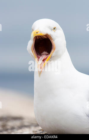 Weiten Bogen dargestellt durch einen Erwachsenen europäischen Silbermöwe, Larus Argentatus, an einer Anlegestelle Wand in St. Ives, Cornwall. Stockfoto