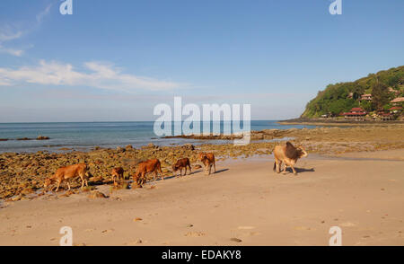 Bulle und Kühe der asiatischen Rinderrasse am Strand. Greifen Sie im Hintergrund. Koh Ko Lanta, Thailand-Süd-Ost-Asien. Stockfoto
