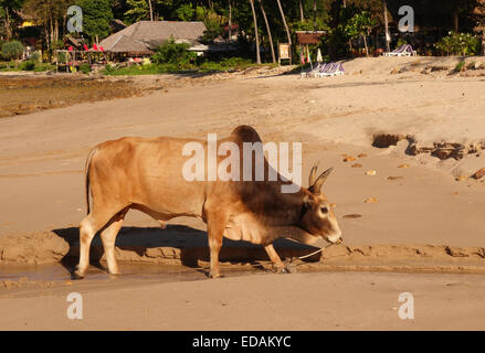 Bull der asiatischen Rinderrasse am Strand. Greifen Sie im Hintergrund. Koh Ko Lanta, Thailand-Süd-Ost-Asien. Stockfoto