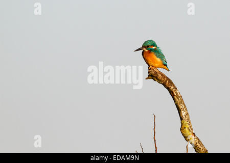 Eisvogel (Alcedo Atthis) thront auf einem Ast/Stock, Staines Moor, Surrey, England, UK Stockfoto