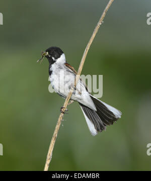 Reed Bunting Emberiza Schoeniclus - männlich. Stockfoto