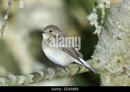 Taiga-Fliegenschnäpper - Ficedula Horste Stockfoto