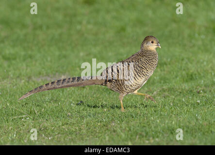 Goldfasan - Chrysolophus Pictus - weiblich. Stockfoto