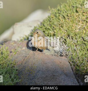 Cretzschmar Bunting - Emberiza caesia Stockfoto