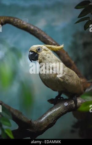 Ausstellung der Kakadu-Präparate (Cacatua sulphurea) im Zoologiemuseum in Bogor, West-Java, Indonesien. Stockfoto