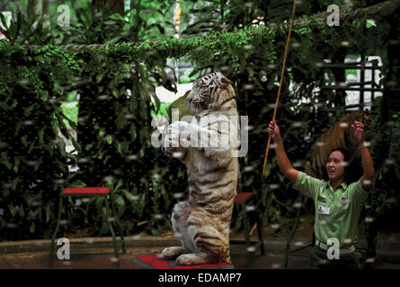 Weißen Bengal-Tiger im Zirkus. Stockfoto