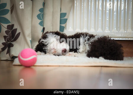 Spanischer Wasserhund Welpen schlafen mit Ball im Vordergrund Stockfoto