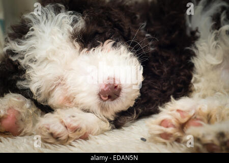 Spanischer Wasserhund Welpen schlafen Stockfoto