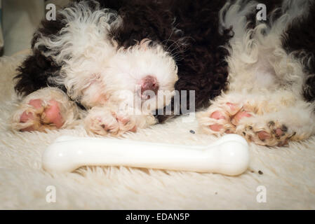 Spanischer Wasserhund Welpen schlafen neben Knochen Stockfoto