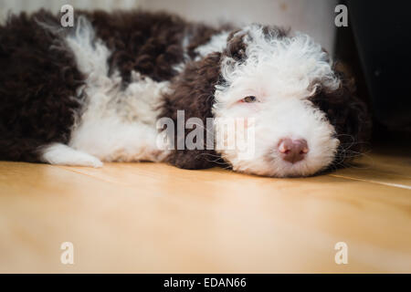 Spanischer Wasserhund Welpen beim Einschlafen Stockfoto