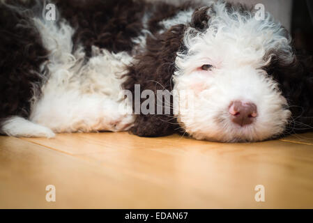 Spanische Wasserhund Welpen fallenden Schlaf Stockfoto