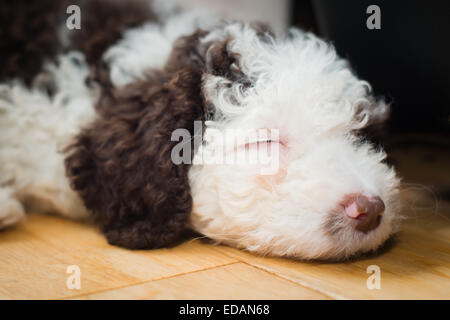 Spanischer Wasserhund Welpen schlafen Stockfoto