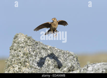 Skylark - Alauda arvensis Stockfoto