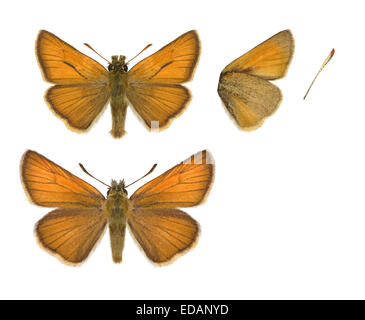 Kleine Skipper - Thymelicus Sylvestris - Männchen (oben) - Weibchen (unten). Stockfoto