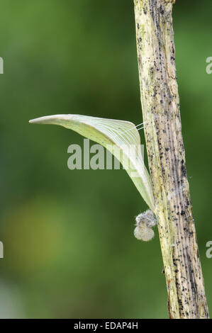 Orange-Tip - Anthocharis Cardamines - Puppe. Stockfoto